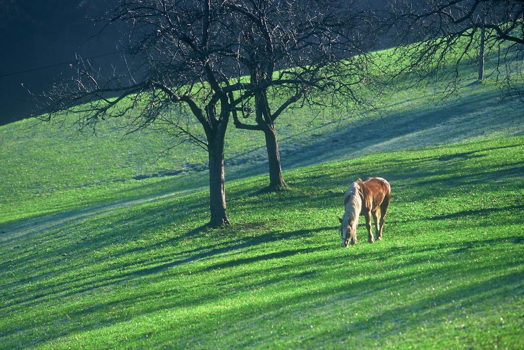 Tourist Farm Ljubica Villa Poljane nad Škofjo Loko Exterior foto